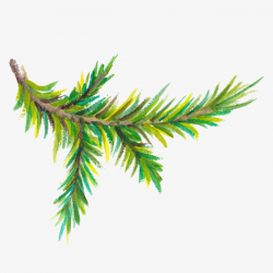 Watercolor Pine Trees Branch, Watercolor, Painting, Pine PNG Image ...