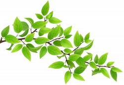 Green Branch Transparent PNG Clip Art Image | Gallery Yopriceville ...