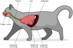 Take A Breath: A Look Into the Feline Respiratory System – Animal ...