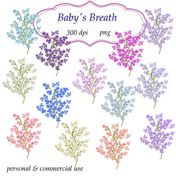Clip Art: Babys Breath Embellishments Transparent Png Files 102 from ...