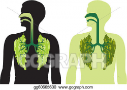 Vector Illustration - Green lung lobes - a breath of fres. EPS ...