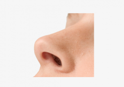 Nostrils, Nose, Breathing, Organ PNG Image and Clipart for Free Download