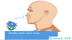How Your Nose Works Animation - Sense Of Smell Video - How Do Humans ...