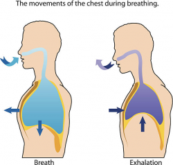 Breathing Clipart (56+)