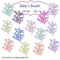Clip Art: Babys Breath Embellishments Transparent Png