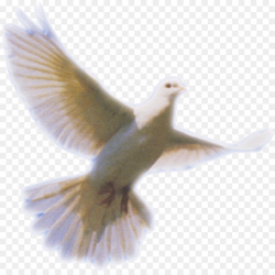 Columbidae Holy Spirit Doves as symbols - Dove Png Clip Art png ...