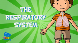 The Respiratory System | Educational Video for Kids - YouTube
