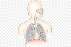 Respiratory system Respiratory therapist Respiration Breathing Lung ...