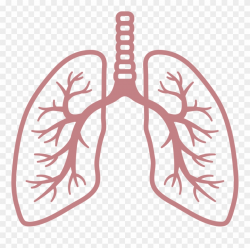 Clip Royalty Free Breathing Clipart Respiratory Rate - Lungs ...