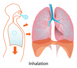 Inhalation - Wikipedia
