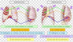 Exhalation Breathing Respiratory system Ventilación pulmonar ...