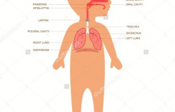 Respiratory System Breathing