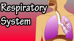 Respiratory System - How The Respiratory System Works - YouTube