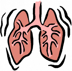 Respiratory System: Process