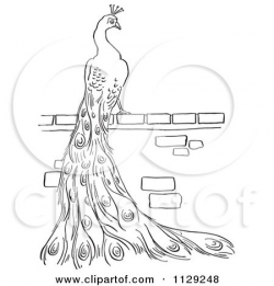 Cartoon Clipart Of An Outlined Peacock On A Brick Wall - Black And ...