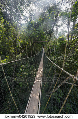 Bridge Clipart Jungle#3101052