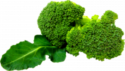 Broccoli PNG image, free Broccoli pictures download