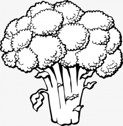 Broccoli,vegetables,plant, Broccoli, Vegetables, Plant PNG Image and ...