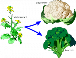 Homology: A Bouquet of Broccoli