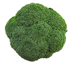 Free Broccoli Clipart, 1 page of Public Domain Clip Art
