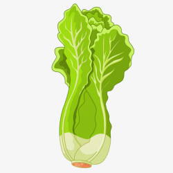 Delicious Cabbage, Chinese Cabbage, Good Looking, Simple PNG Image ...