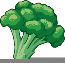 Free Broccoli Clipart | Free Images at Clker.com - vector ...