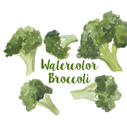 Watercolor Broccoli Clip Art set, Broccoli clipart, Food clip art ...