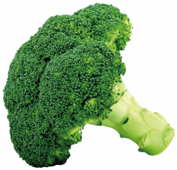 Broccoli PNG Picture | Gallery Yopriceville - High-Quality ...