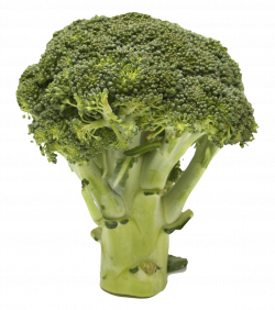 Broccoli PNG Images Transparent Free Download | PNGMart.com