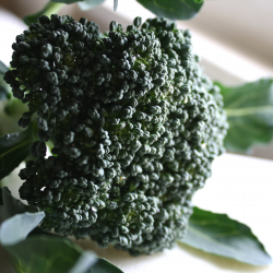 Broccoli Head Picture | Free Photograph | Photos Public Domain