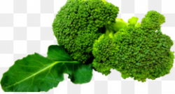 Broccoli Leaf vegetable Clip art - broccoli png download - 1626*1800 ...