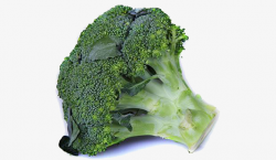 Broccoli, Organic Plant, Vegetables PNG Image and Clipart for Free ...