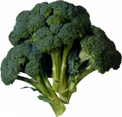 Broccoli Two | Isolated Stock Photo by noBACKS.com