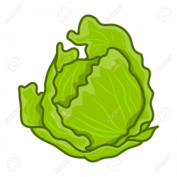 Cabbage clipart cartoon - Pencil and in color cabbage clipart cartoon