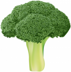 Broccoli Transparent PNG Clip Art Image | Gallery Yopriceville ...