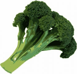Vector broccoli for free download about (4) vector broccoli. sort by ...