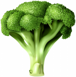 Broccoli PNG Clip Art | Gallery Yopriceville - High-Quality ...