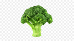 Broccoli Vegetable Clip art - broccoli png download - 500*500 - Free ...