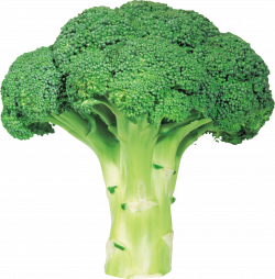 broccoli - Google Search | Final Reference | Pinterest | Broccoli