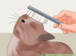 How to Make Your Cat's Fur Soft and Shiny (with Pictures)