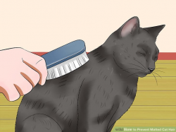 4 Ways to Prevent Matted Cat Hair - wikiHow