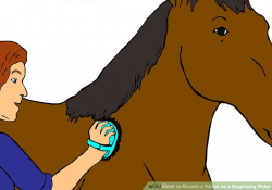 How to Groom a Horse as a Beginning Rider: 8 Steps (with Pictures)