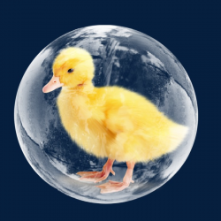 Duckling, Duck, Bubble PNG Image and Clipart for Free Download