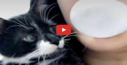 Tiny Kitten Can't Resist Bursting His Human's Bubble | Funny ...