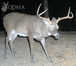 10 Former Whitetail Hotties That Did Not Age Well | QDMA