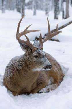 1469 best Deer images on Pinterest | Deer, Animal kingdom and Baby ...