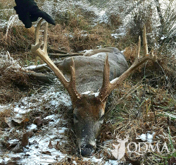 Someone Tossed a Bottle in the Woods and Killed a Nice Buck - QDMA