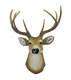 8 Point Buck Deer Head Bust Wall Hanging Clipart - Clip Art Library