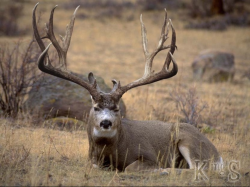 81 best Mule Deer images on Pinterest | Deer, Deer family and Mule ...