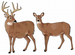 Whitetail Deer Clipart – Clip Art.Me
